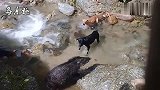 4只猛犬围堵一只小野猪，哪知道小野猪不是省油的灯，打了个平手