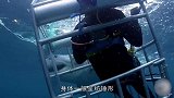 潜水员把自己装进铁笼，海底观察鲨鱼，他们俩谁才是猎物