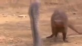 眼镜王蛇大战猫鼬，这攻击速度大写的佩服