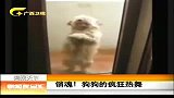 新闻夜总汇-20120410-销魂！狗狗的疯狂热舞