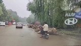 洪水过后养殖场全军覆灭，这么多牛值上百万