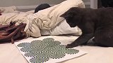 给猫看视觉错觉图，猫疯了，网友：你将失去你的猫主子