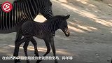 狮子突袭小牛犊，还好它妈看见了太惊险了