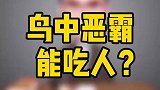 鸟中恶霸还能吃人？