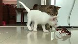 狸花猫：小海鲜…跟朕斗，那就别怪本尊不客气了