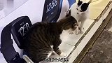 猫：你别出声，狗：我大气都没敢出