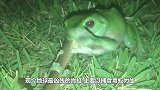 现今地球最凶残的青蛙，主要以捕食毒蛇为生，看完涨知识了