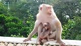 爱吃奶的小猴仔，猴妈也是无奈没办法