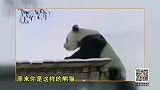 大熊猫见雪疯狂刨洞展现疯狂本质
