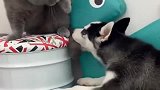 二哈天天招惹猫咪，一天不挨揍浑身都难受，看招！