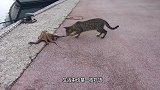 猫咪看主人挤牛奶，主人给它喂了一点，下一秒憋住别笑