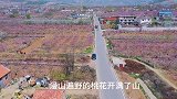 航拍济南桃花源，漫山遍野红艳艳，美翻了，住进村里不想走咋办？