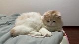 猫尾巴的毛剃了之后猫咪彻底不认识自己的尾巴了