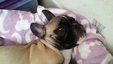 一只正在睡觉的斗牛犬狗狗，这呼噜声真是大啊