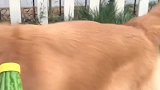 主人拿苦瓜让狗狗们做选择，看结果发生了什么，都忍住别笑