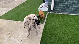 不怕对手太强大，就怕惠比特犬这样拖后腿的，法斗：真拖后腿啊！
