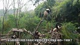 饲养员发现少了一只熊猫，抬头看了眼后腿直打抖：我的亲娘哎