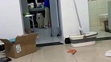 小可爱向你奔赴而来