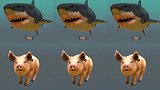 大肥猪挑战超级大白鲨