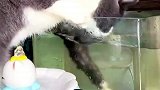 猫咪趴鱼缸边疯狂捞鱼，被主人拍屁股后也不为所动