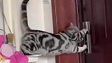 这是要离家出走吗，喵，我就是出去看看