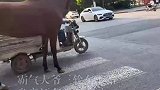 霸气大爷三轮车上路，身旁还有两匹骏马