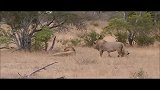 南非克鲁格国家公园—草莽间4头雄狮在休息，狮子的天堂