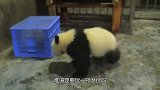 国宝大熊猫的爆笑时刻，简直承包一年的笑点，太可爱了！