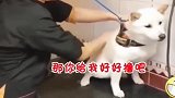 小奶狗：别碰我，不要停，好舒服