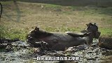 可爱猫鼬围攻疣猪，疣猪竟然没反抗反而任由猫鼬摆弄，这是为什么？