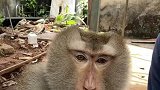 还是表演猴潇洒，电工猴真太惨了