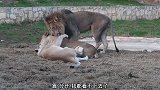 狮子拆散有缘人，两头母狮抱在一起结果被分开