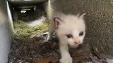 小奶猫发现出口有个奇怪的东西，反应太可爱了