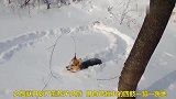 在雪中玩耍的狗狗，玩出孩童般的感觉，太萌了