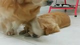 看到金毛的举动好暖心