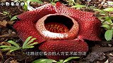 亚马逊森林发现“食人花”，花心能装一个人，靠吃肉为生！