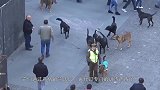 军犬是怎么走军步的一只军犬当众演示，镜头记录全过程