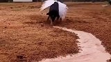 小狗在修沟，浇地不用愁