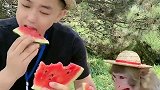 麦兜和兜爸吃西瓜降温，喜欢麦兜的红心点起来