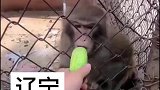 食物到手后，猴子瞬间翻脸