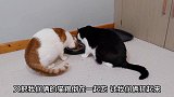 两只猫用一个碗吃饭还不会打架很和谐的画面