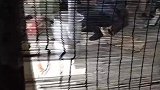 农民兄弟俩在干什么呢