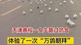 天津：高校一女生路过鸽舍，体验了一次“万鸽朝拜”