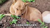 小狗被主人打时在想什么，为什么会心甘情愿挨打？