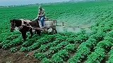 骑驴打农药，劳动人民的智慧