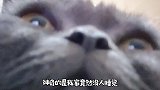 《菠小萝的操心喵生》第3集，早睡早起