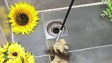 下水道堵塞找人疏通一下要花不少钱，家里备用一个下水道疏通器，自己就能搞定，省钱又方便正在直播中