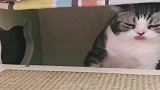 猫咪被老婆一耳光打懵了，一看就是四川的耙耳朵