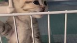 猫：铲屎的我的小鱼干拿来了没，我饿的不行了！