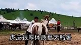 内蒙古大草原 牛羊成群为什么没有老虎生存 奇闻趣事